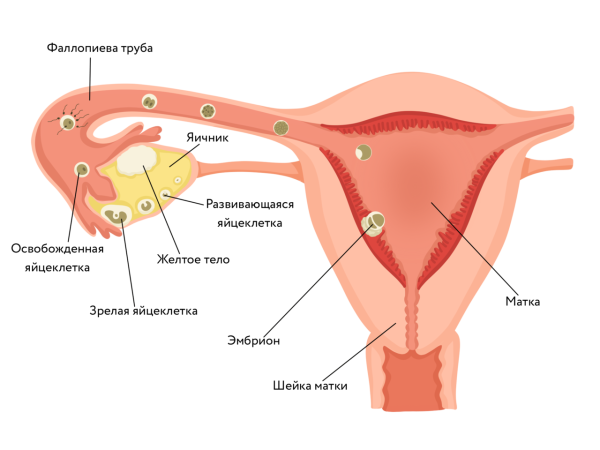 Схема женских половых органов
