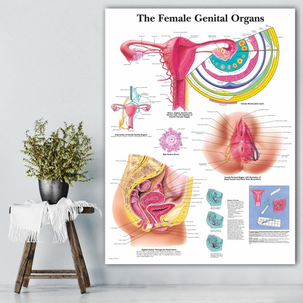 Наружные органы женской половой системы