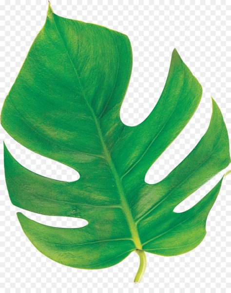 Monstera Leaf