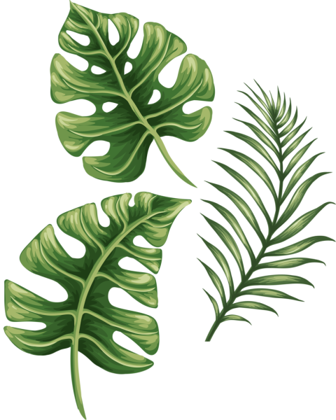Тропические лист Monstera