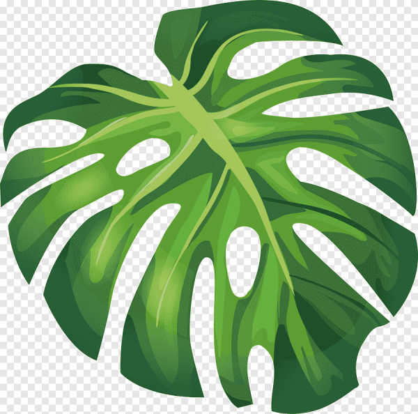 Листья Monstera вектор