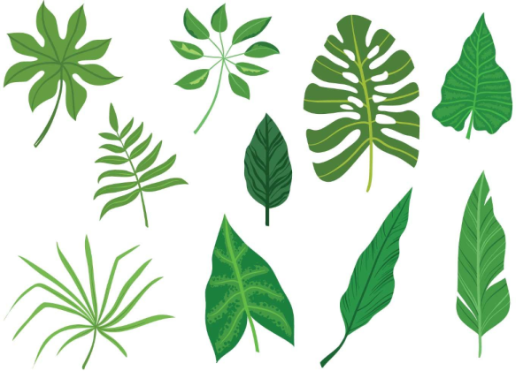 Tropical leaves вектор