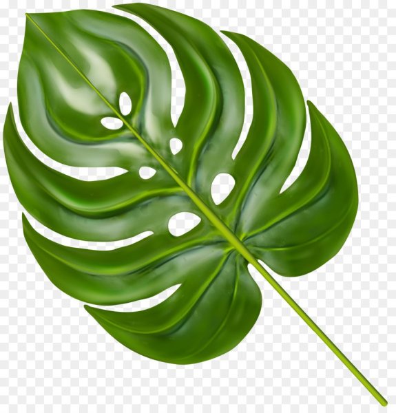 Monstera Leaf фон