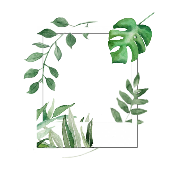 Монстера Вьюнок