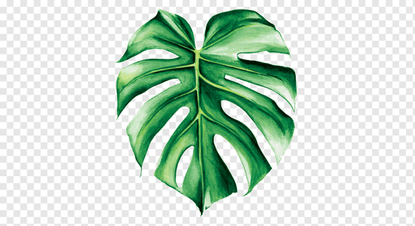 Гуттация монстера