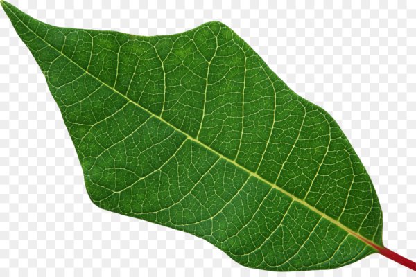 Лист от дерева