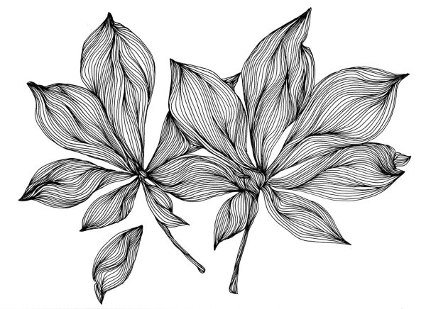 Цветы Графика