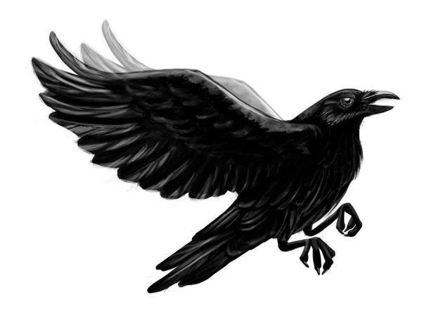 Ворон в полете эскиз