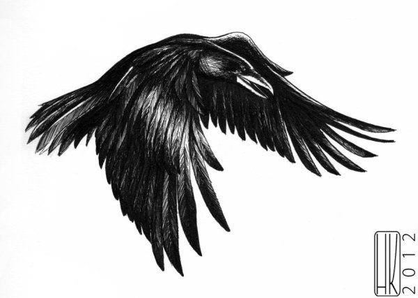 Эскиз вороны в полете