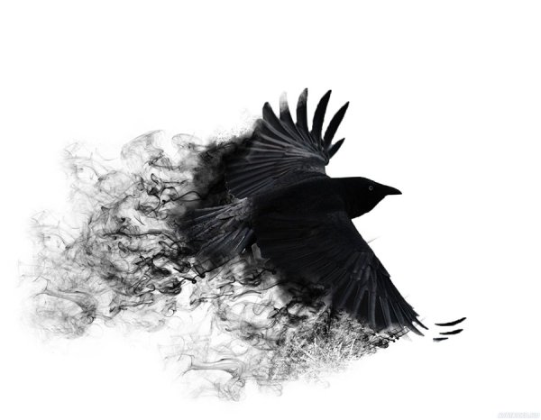 Ворон в полете на черном фоне