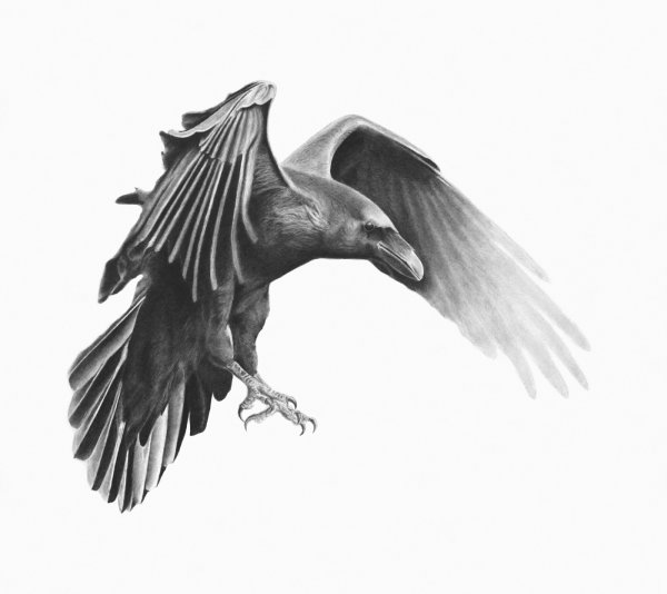 Ворон с расправленными крыльями