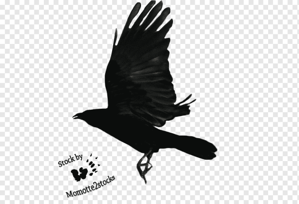 Силуэт ворона полет