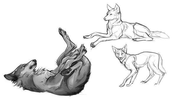 Волк рисунок