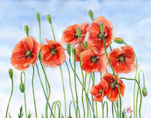 Маки рисунок