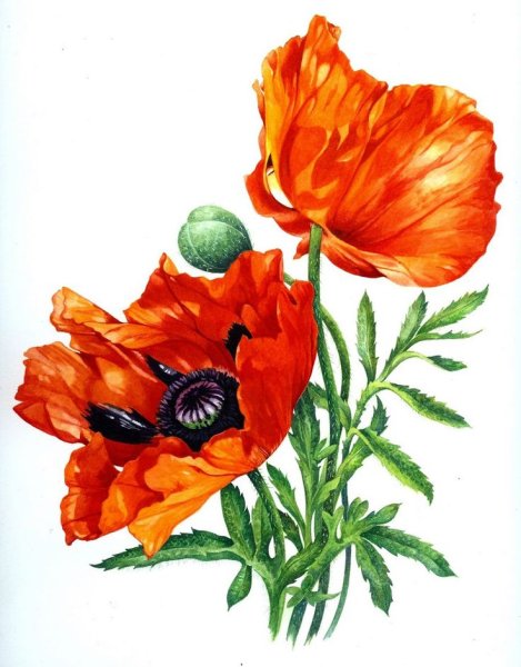 Мак рисунок