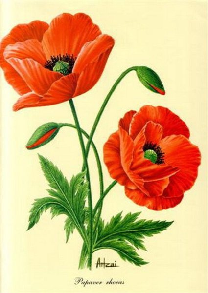 Маки цветными карандашами