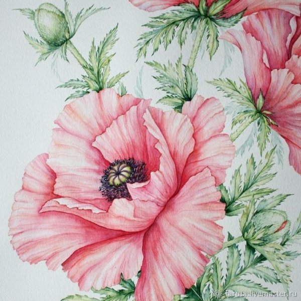 Panna "Акварельные маки",
