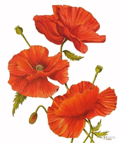 Маки акварель Ботаническая