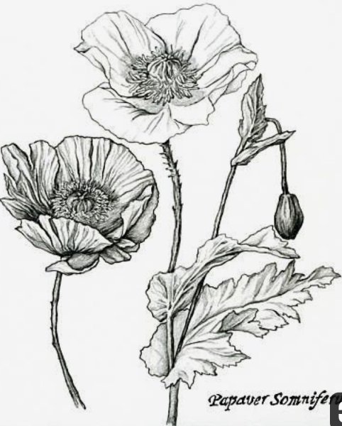 Цветы Графика маки