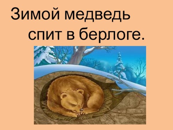 Медведь зимой спит в берлоге