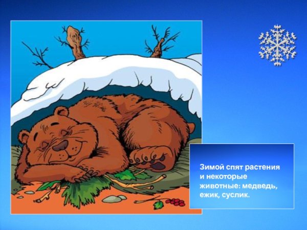 Медведь зимой для детей