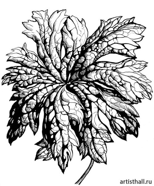 Декоративная Графика растения