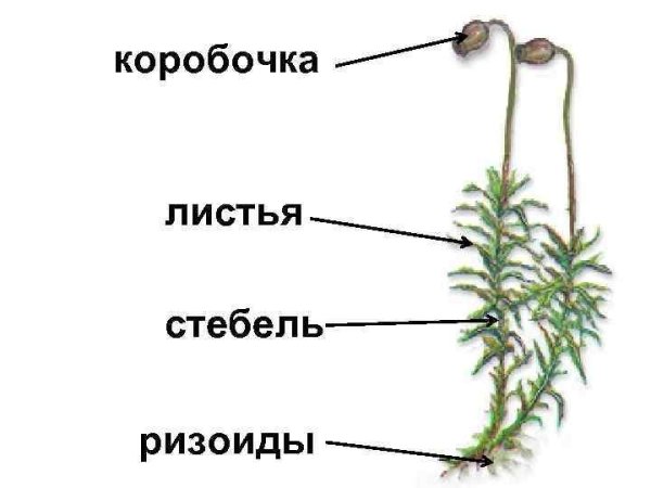 Строение мха Кукушкин лен