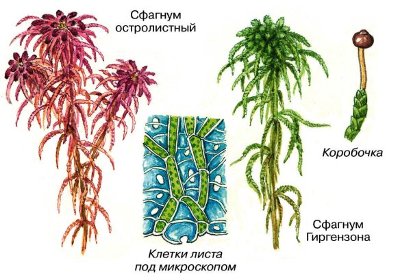 Сфагнум болотный строение