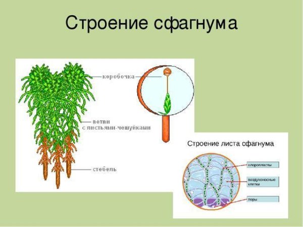 Строение мха сфагнума