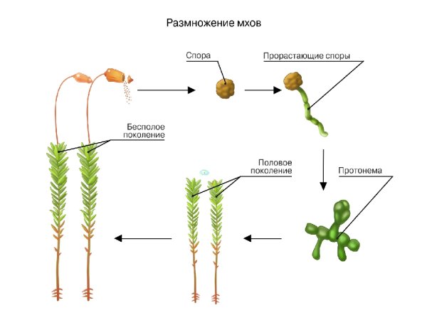 Бесполое размножение мхов схема