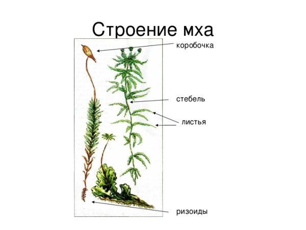 Мох сфагнум ризоиды