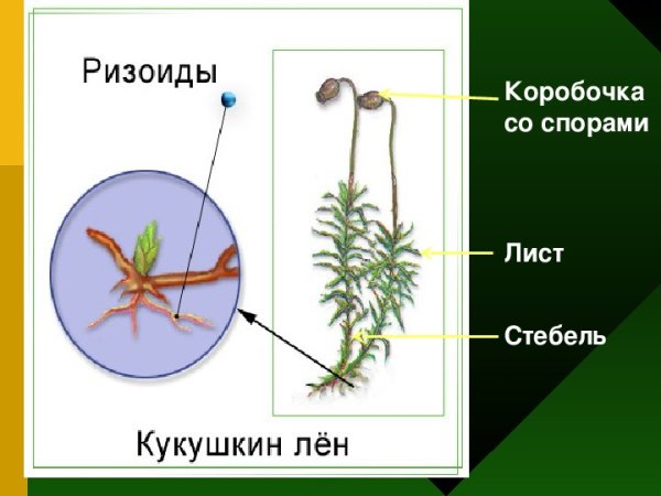 Ризоиды Кукушкин лен