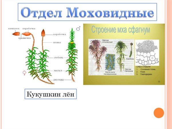 Сфагнум отдел Кукушкин