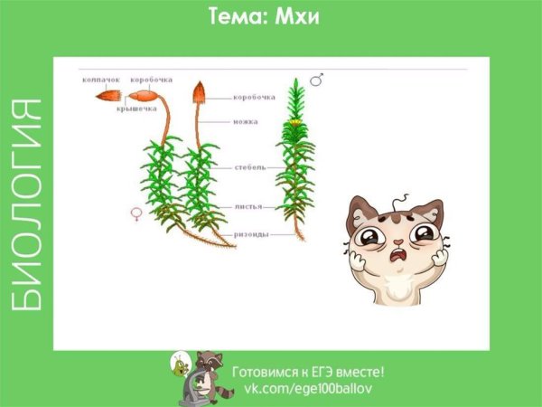 Сфагнум строение ЕГЭ