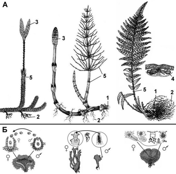 Папоротники хвощи плауны строение