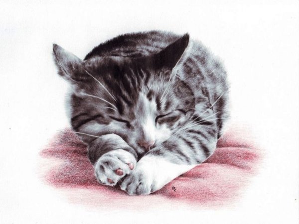 Спящий котик