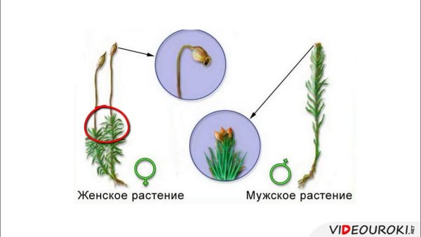 Размножение мха Кукушкин лен
