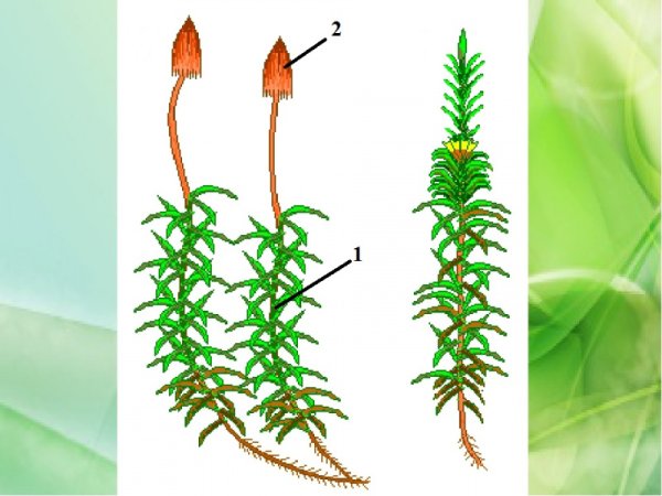 Мхи Кукушкин лен и сфагнум