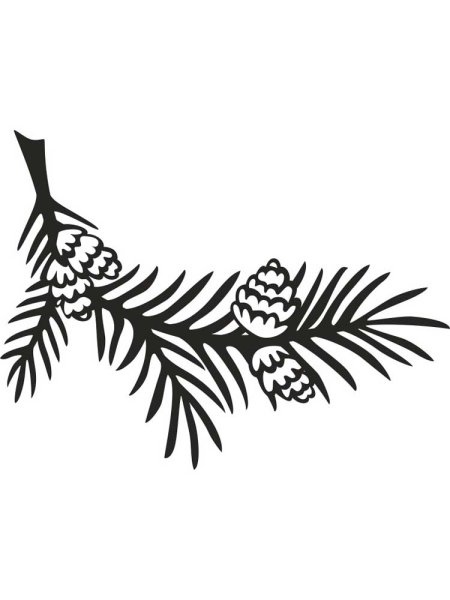 Ветка Еловая