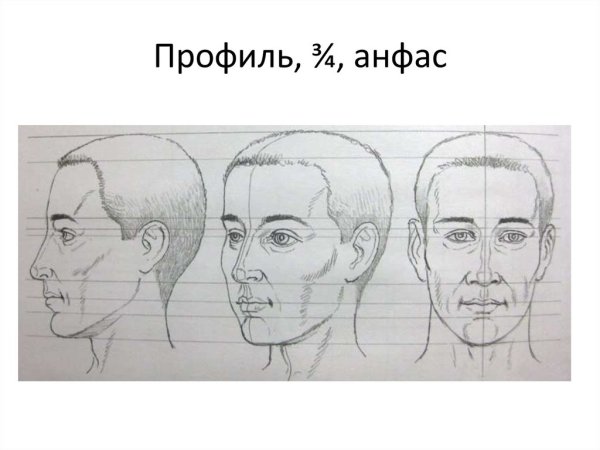Портрет (конструкция головы человека. Анфас, профиль)