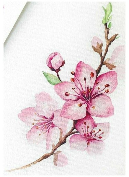 Цветы Сакуры акварель