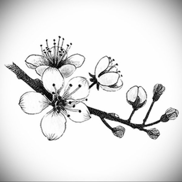 Лепестки Сакуры раскраска