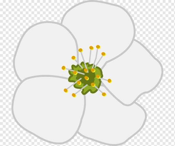 Ветка Сакуры черно белая