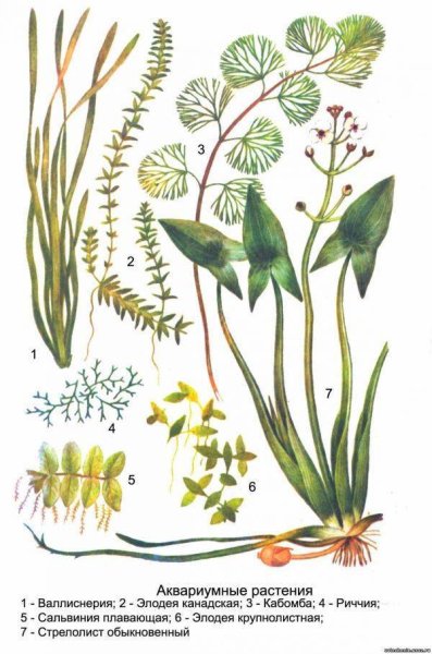 Аквариумные растения названия