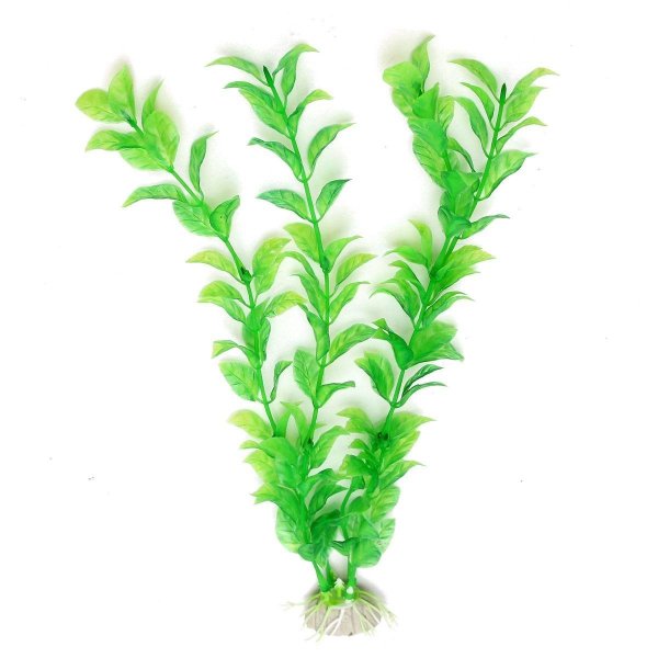 Водоросли для детей