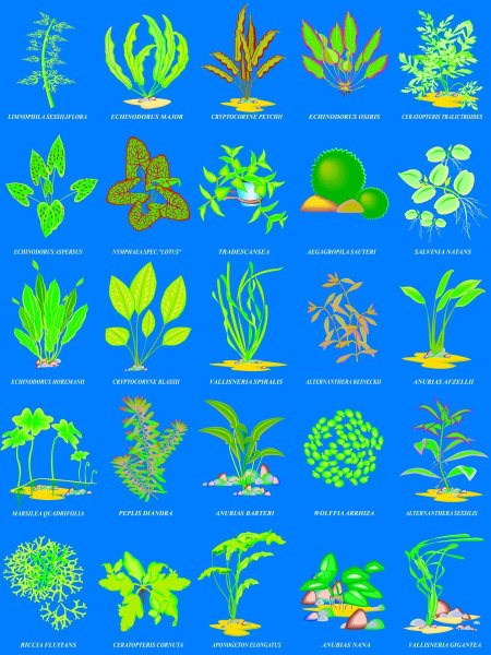 Аквариумные растения каталог