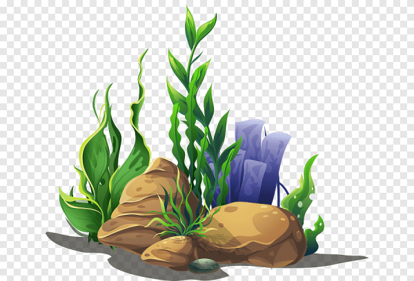 Морские водоросли мультяшные