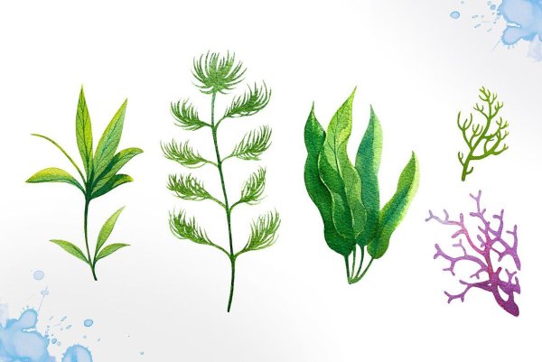 Водоросли в аквариуме для детей