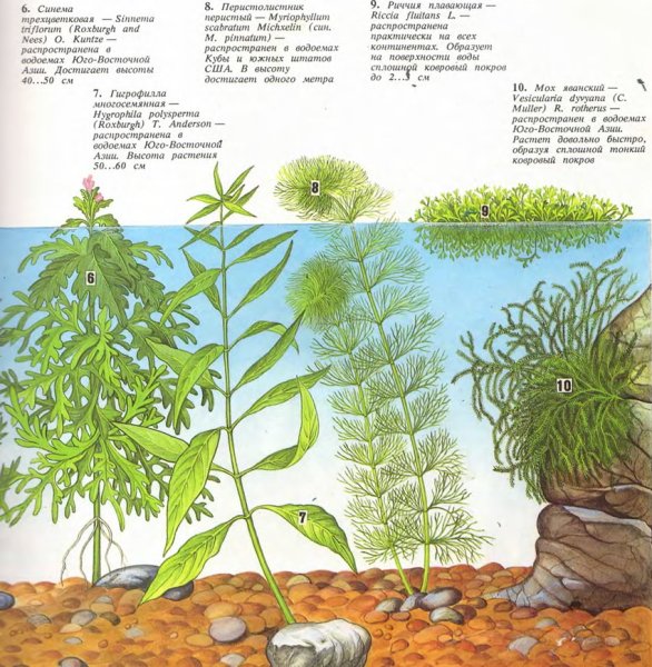 Расположение аквариумных растений