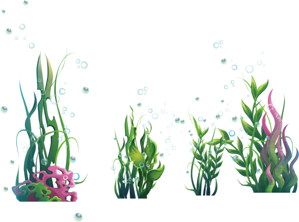 Водоросли на прозрачном фоне